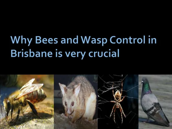 Why Bees and Wasp Control in Brisbane is very crucial
