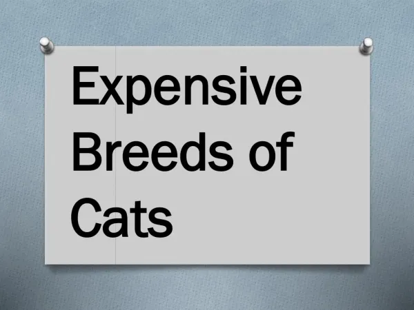 Most Expensive Breeds of Cats