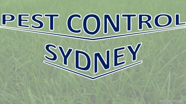 Sydney Termite Control