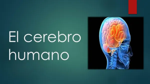 El cerebro humano