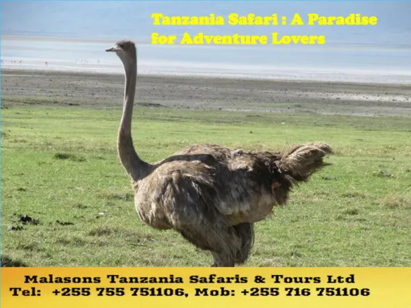 Tanzania Safari : A Paradise for Adventure Lovers