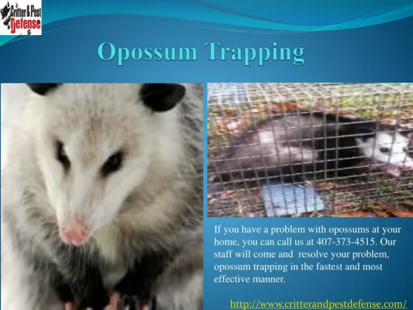 #Opossum Trapping
