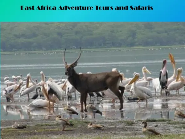 East Africa Adventure Tours and Safaris