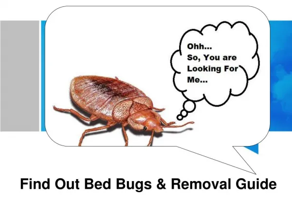 Find Out Bed Bugs & Removal Guide