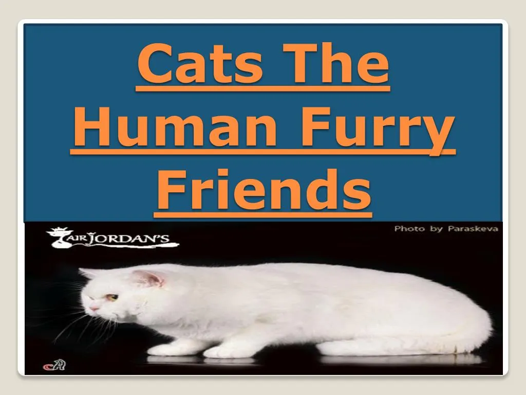 cats the human furry friends