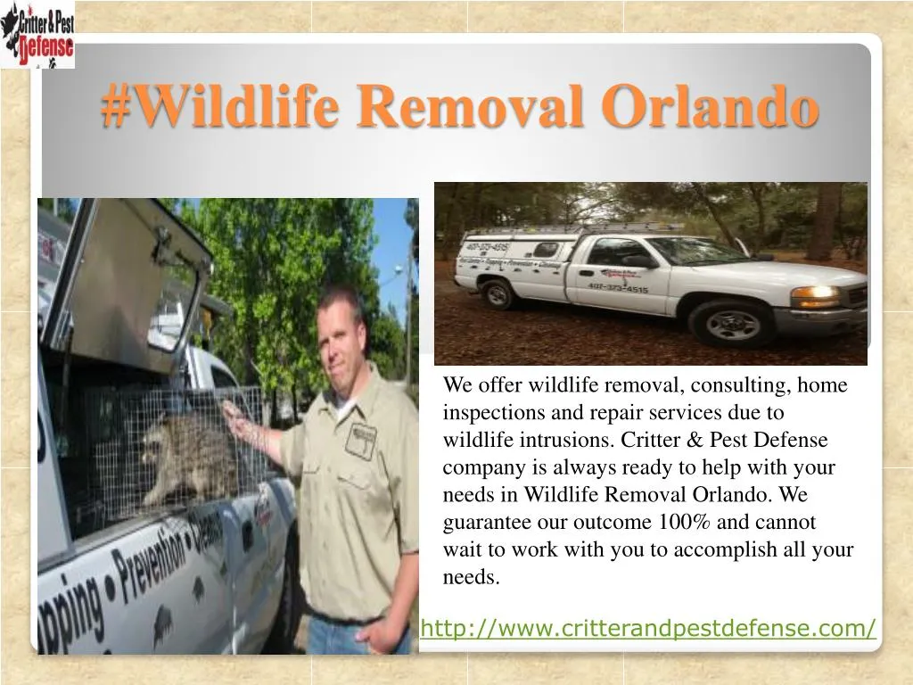 wildlife removal orlando
