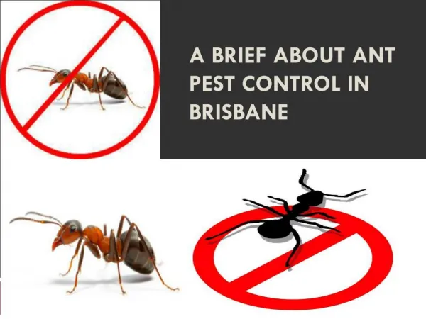 A brief about Ant Pest Control in Brisbane
