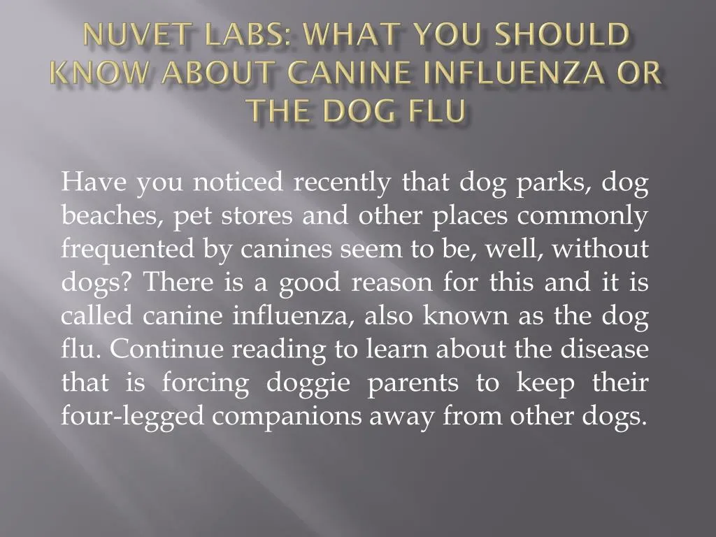 nuvet labs what you should know about canine influenza or the dog flu
