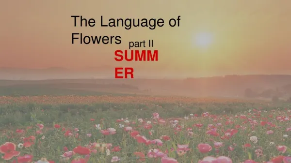 The Language of Summer Flowers