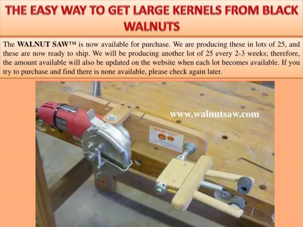 The easy way to get large kernels from black walnuts