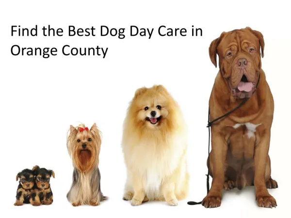 Find the Best Dog Day Care in Orange County