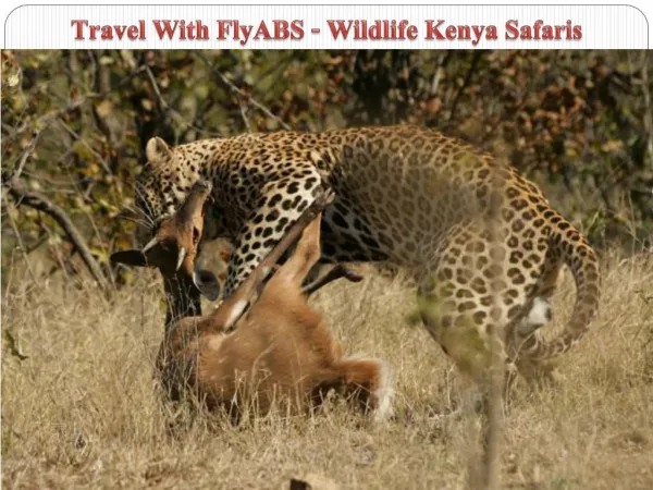 Travel With FlyABS - Wildlife Kenya Safaris