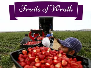 Fruits of Wrath