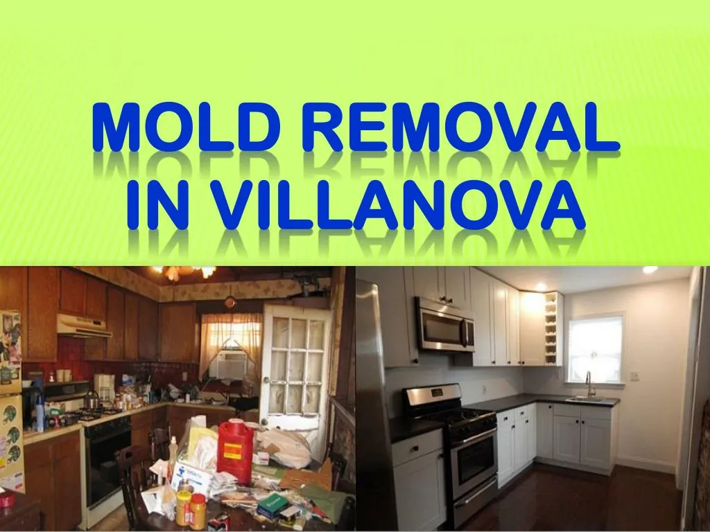 mold removal in villanova