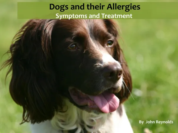 Dogs and the allergies they are prone to