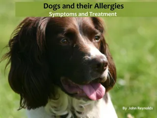 Dogs and the allergies they are prone to - slide 1