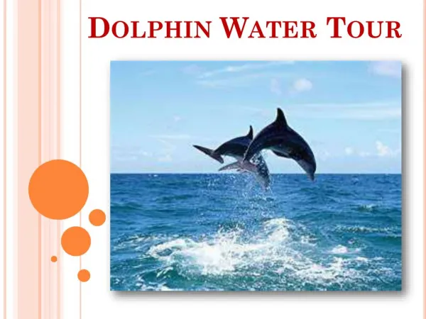 Dolphin Water Tours – The Best Water Tour in Augustine