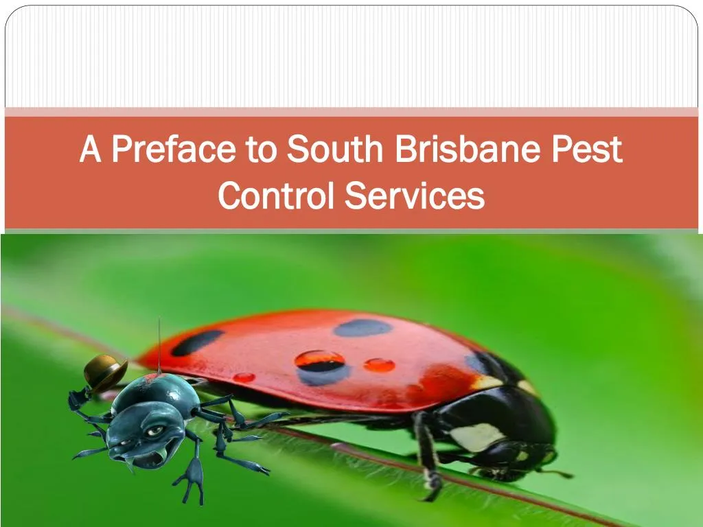 a preface to south brisbane pest control services