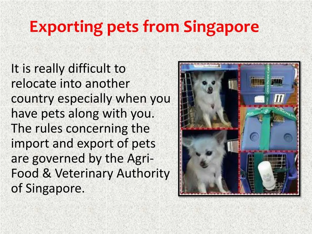 exporting pets from singapore