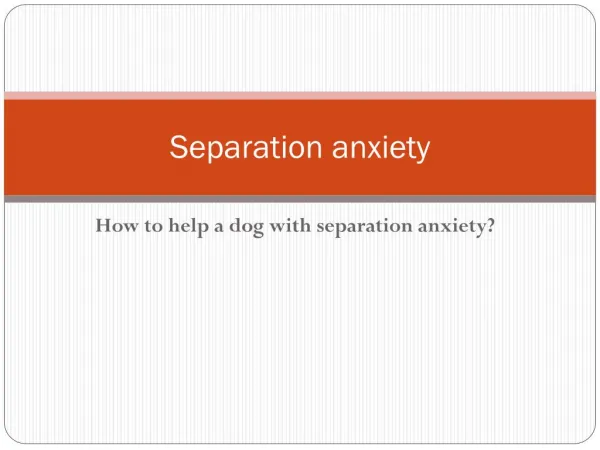 Separation anxiety. How to help a dog with separation anxiet