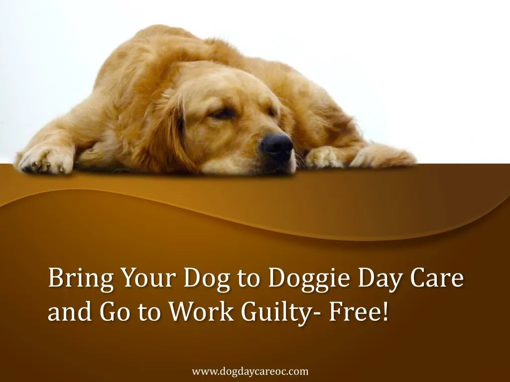 bring your dog to doggie day care and go to work guilty free