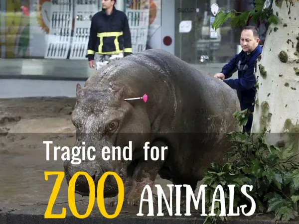 Tragic end for Zoo Animals