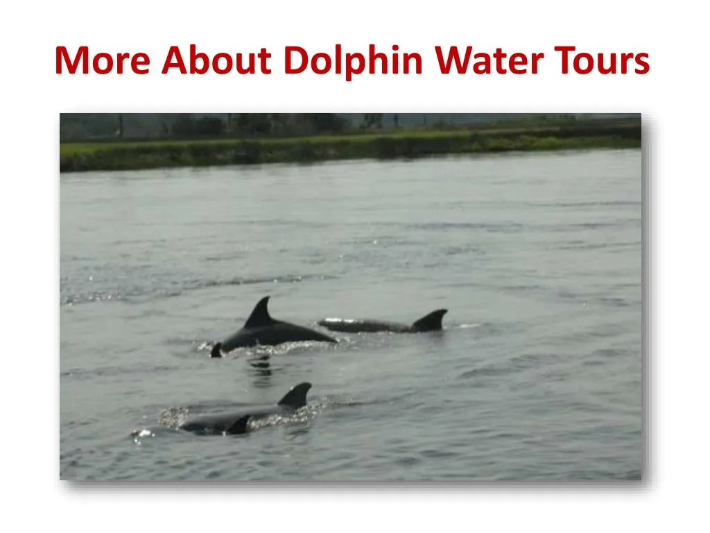 more about dolphin water tours