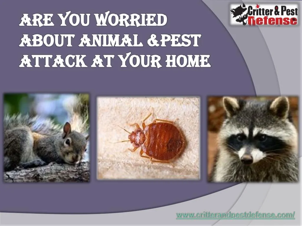 are you worried about animal pest attack at your home