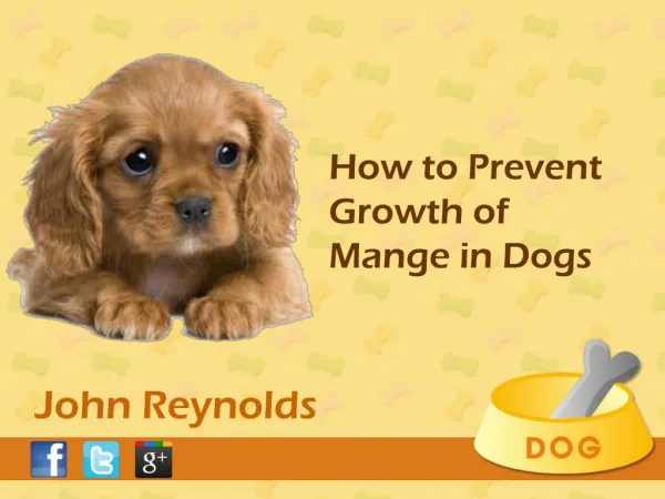 Treatment For Mange In Dogs