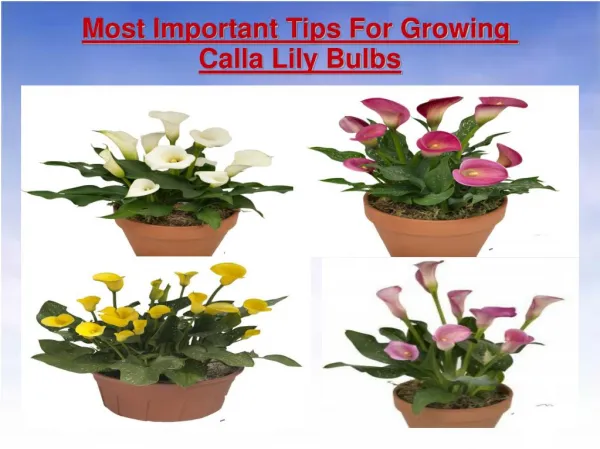 Most Important Tips For Growing Calla Lillies Bulbs