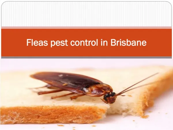 Fleas pest control in Brisbane