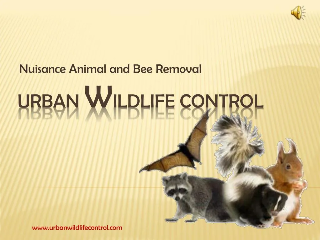 nuisance animal and bee removal