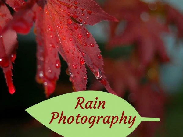 Rain Photography