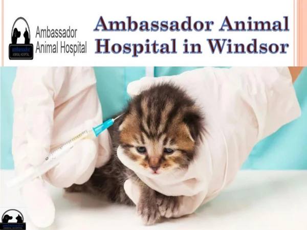 Ambassador Animal Hospital in Windsor