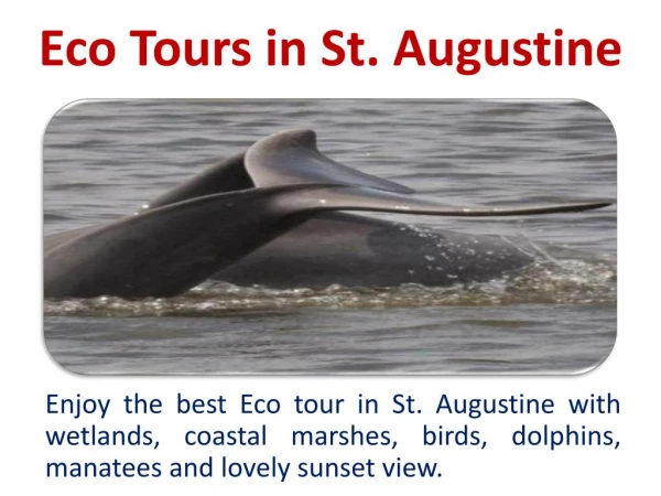 Eco Tours in St. Augustine
