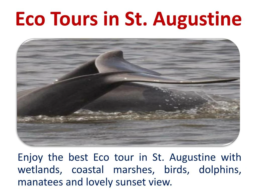 eco tours in st augustine