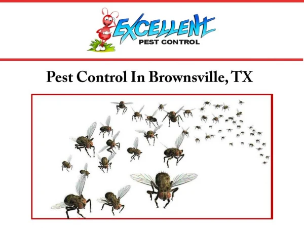 Pest Control In Brownsville, TX