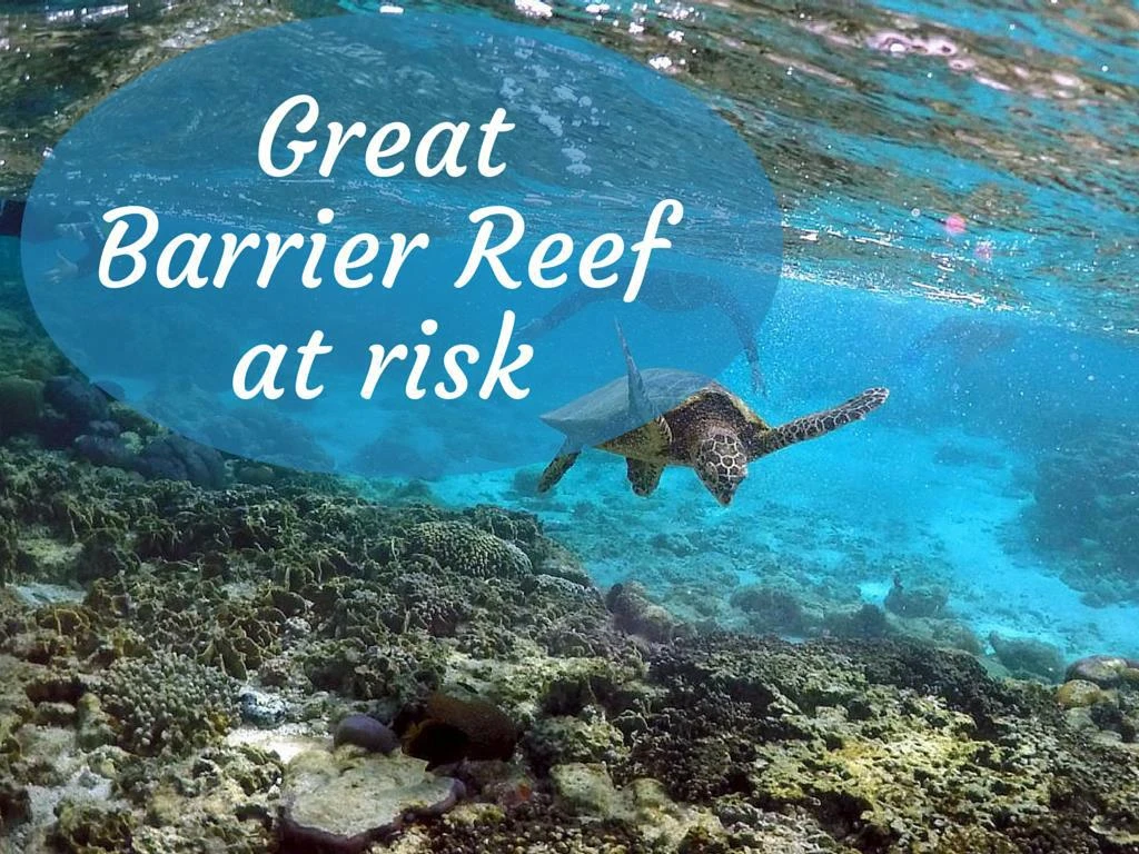 great barrier reef at risk