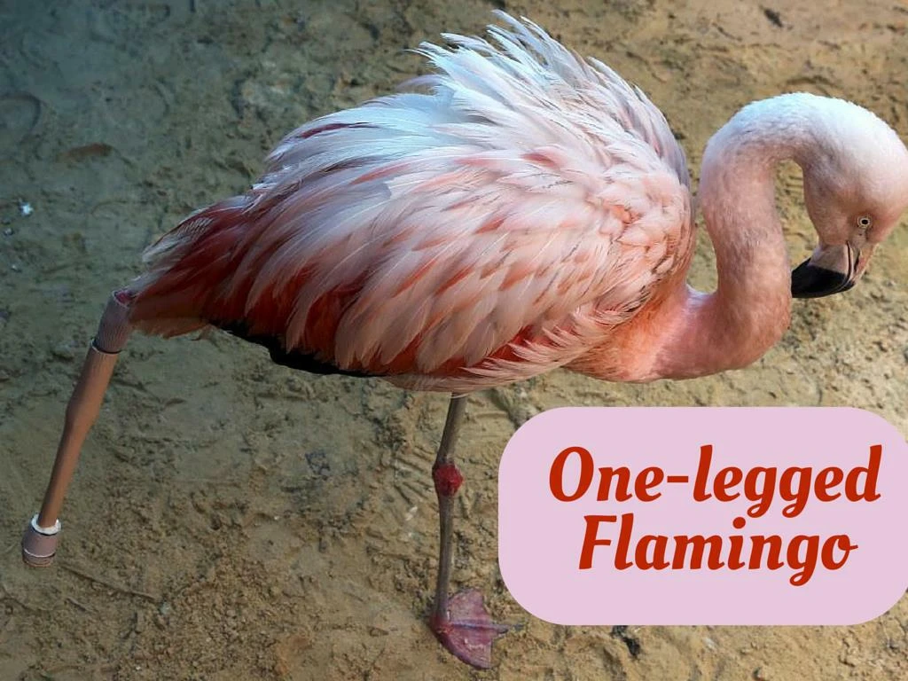 one legged flamingo