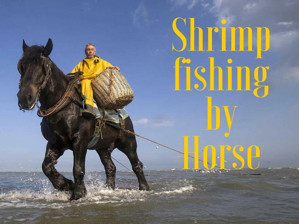shrimp fishing by horse
