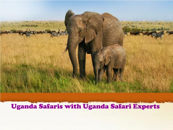 Uganda Safaris with Uganda Safari Experts
