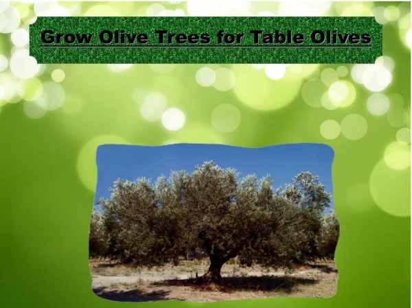 Grow Olive Trees for Table Olives
