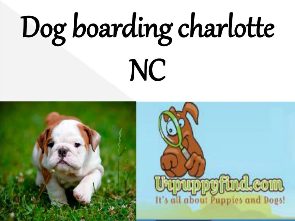 Dog boarding charlotte NC