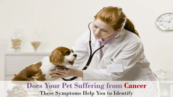 Does Your Pet Suffering From Cancer