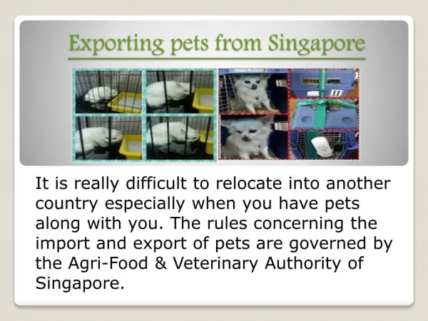 transporting pets to Singapore