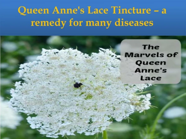 Queen Anne's Lace Tincture – a remedy for many diseases