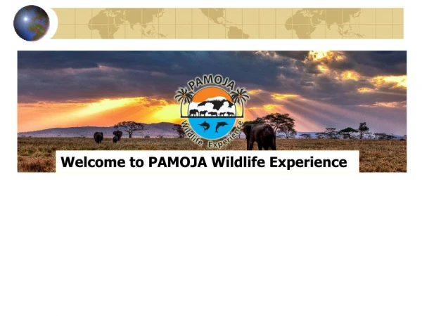Welcome to PAMOJA Wildlife Experience
