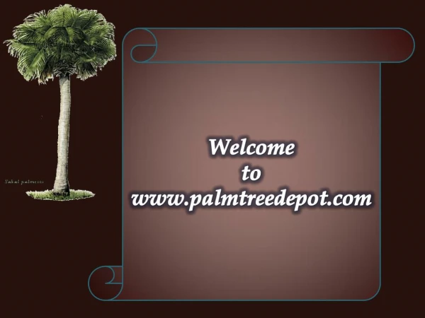 Variety of Palm Trees to Sale in North & South Carolina