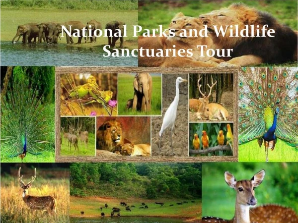 National Parks and Wildlife Sanctuaries Tour