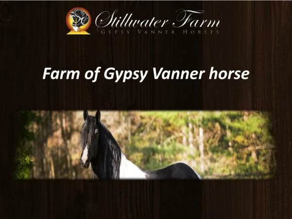 Gypsy Vanner Horses